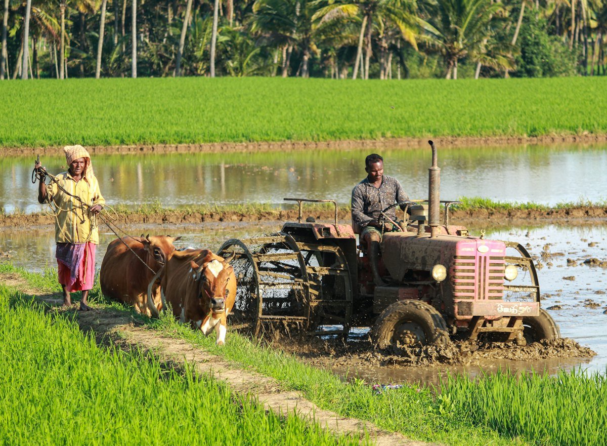 Farmers preparing a paddy field with a tractor and bullocks