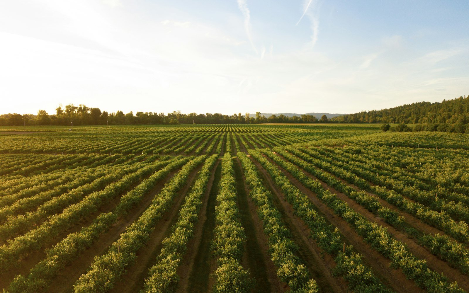 Rows of crops stretching to the horizon on farmland at golden hour
