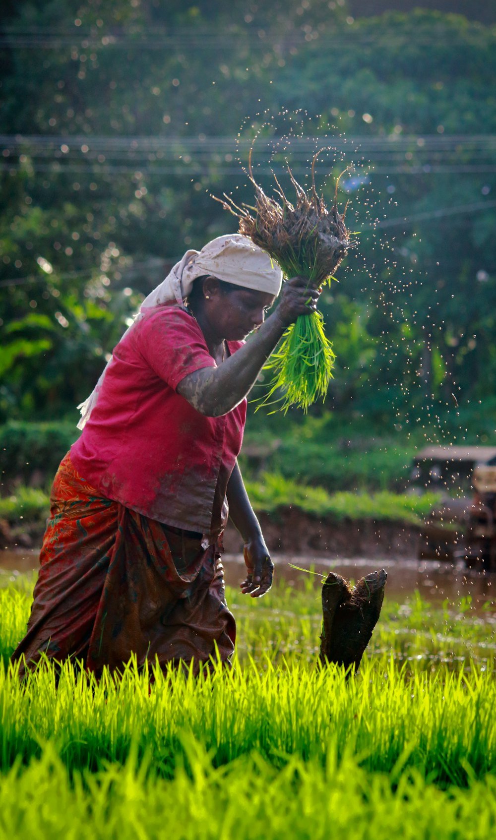 A farmer transplanting paddy saplings in a flooded field