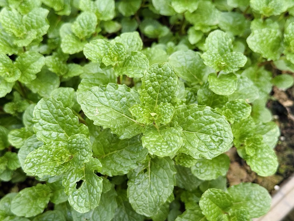 Fresh mint plants with bright green leaves
