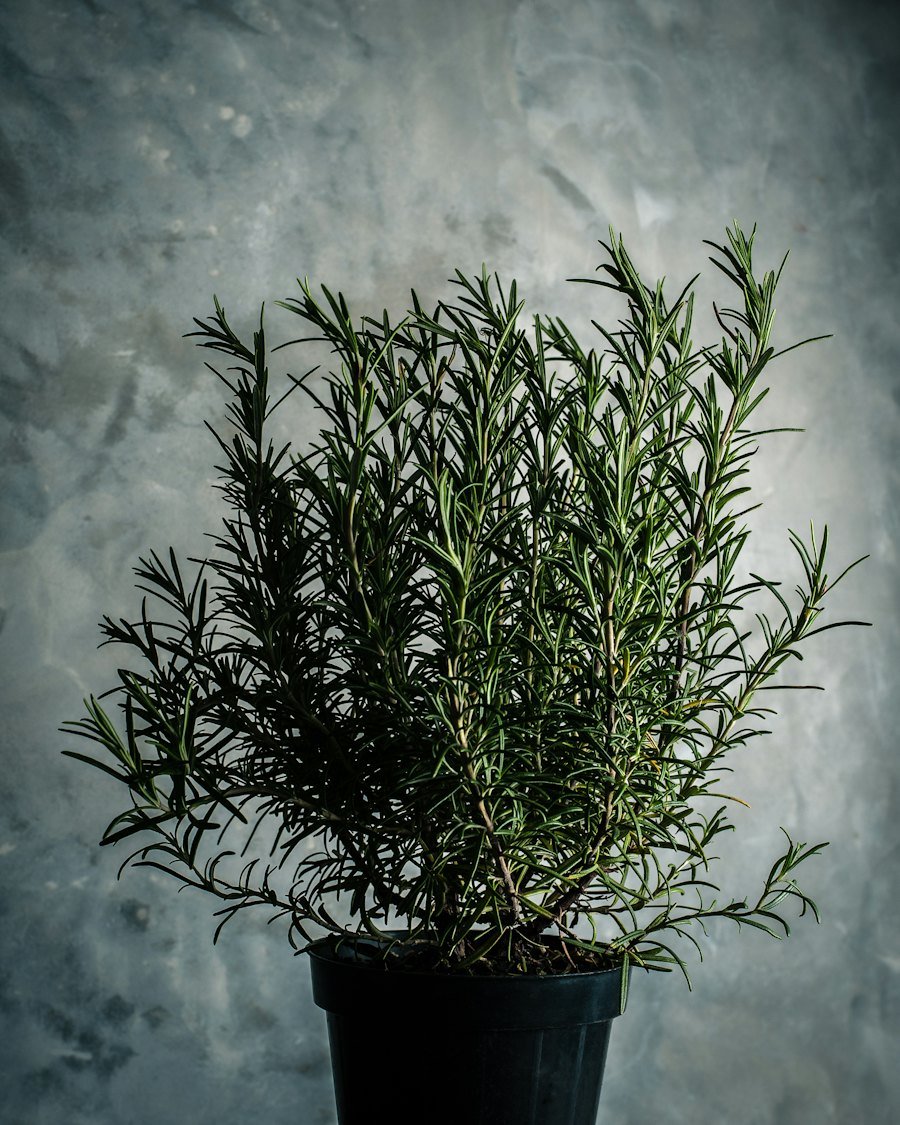Herbs