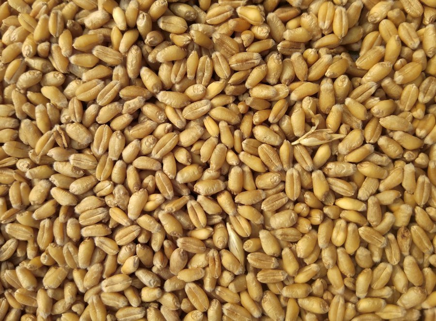 Seeds